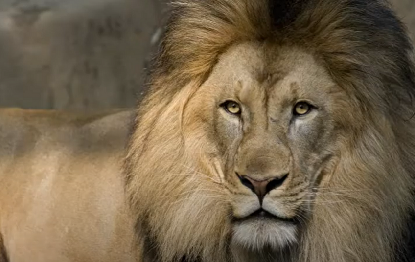 thumbnail-lion-image